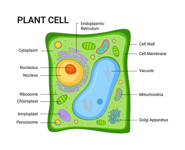 Illustration 1 eukaryotic plant cell