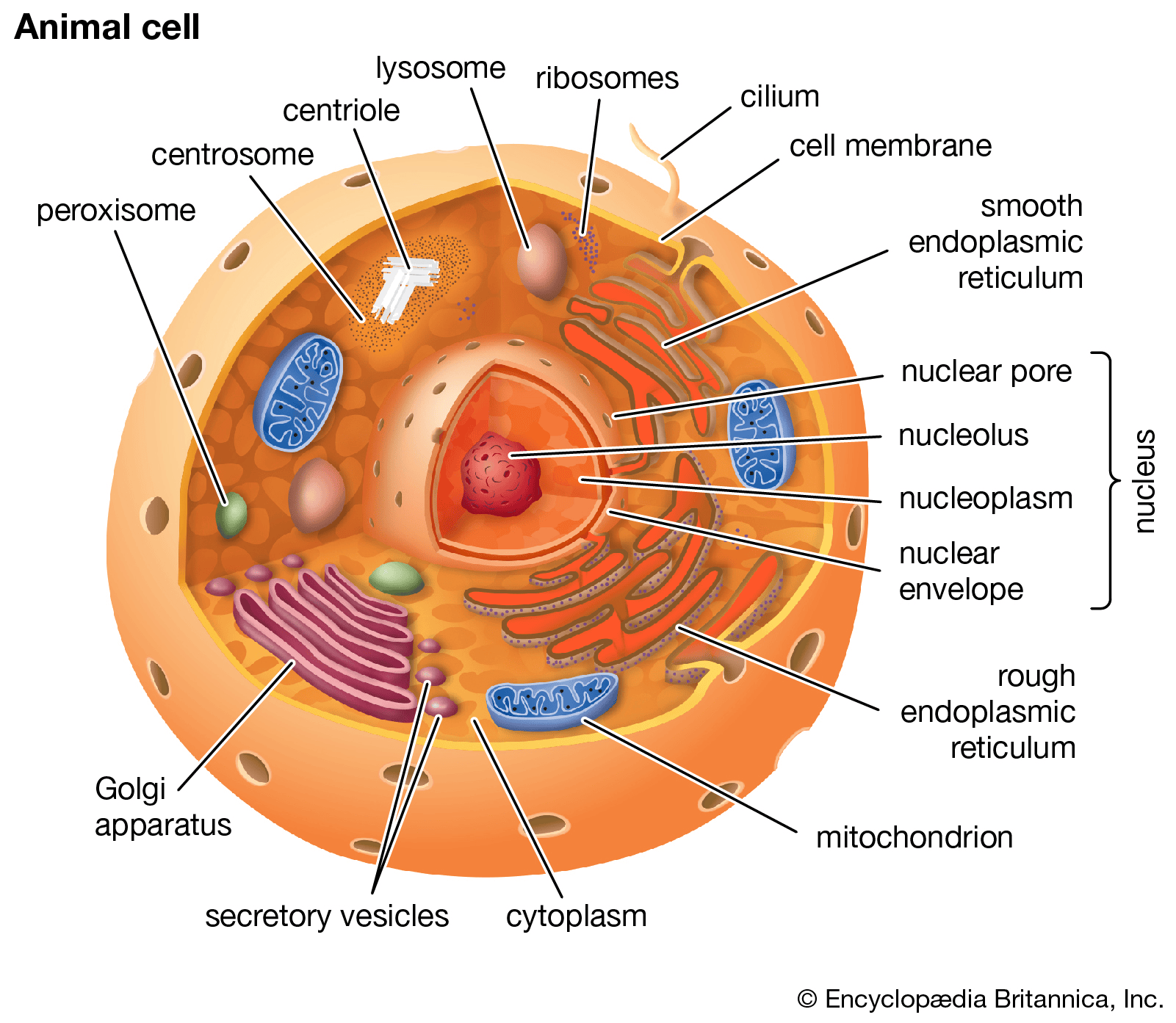 Illustration_2-_Eukaryotic_animal_cell.png