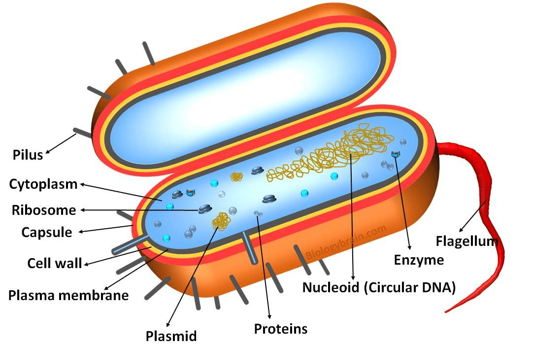 Illustration_3-_Prokaryotic_cell.png